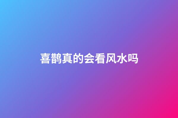 喜鹊真的会看风水吗