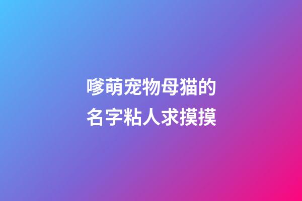 嗲萌宠物母猫的名字粘人求摸摸