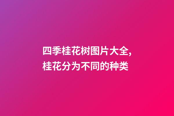 四季桂花树图片大全,桂花分为不同的种类-第1张-观点-玄机派