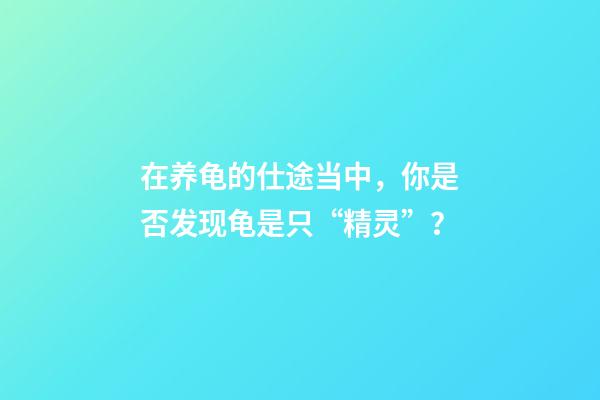在养龟的仕途当中，你是否发现龟是只“精灵”？