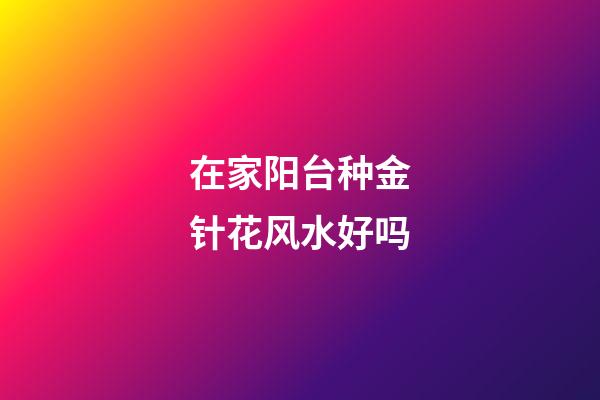 在家阳台种金针花风水好吗