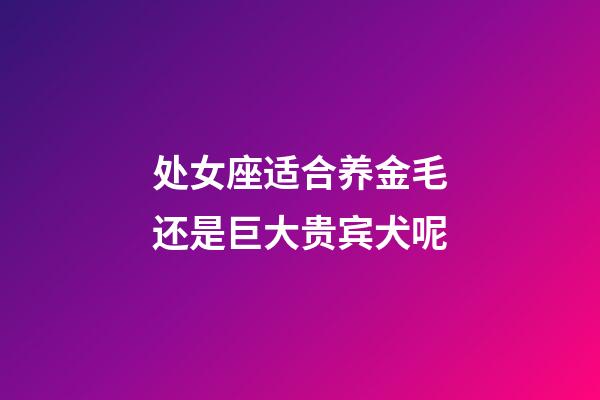 处女座适合养金毛还是巨大贵宾犬呢-第1张-星座运势-玄机派