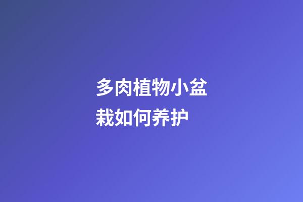 多肉植物小盆栽如何养护