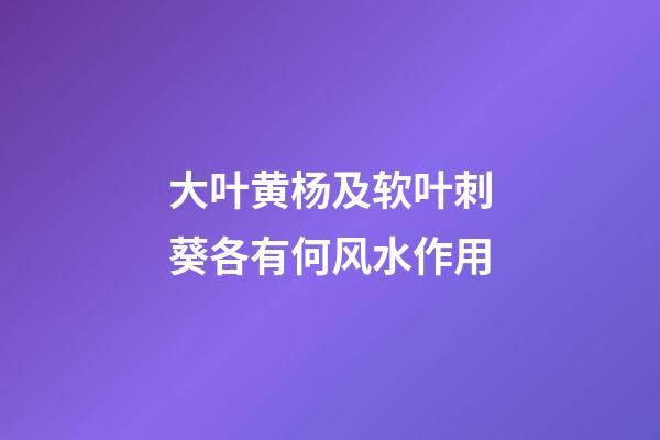大叶黄杨及软叶刺葵各有何风水作用?
