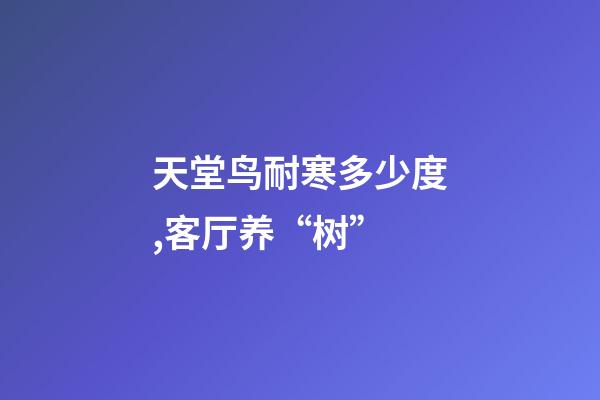 天堂鸟耐寒多少度,客厅养“树”-第1张-观点-玄机派