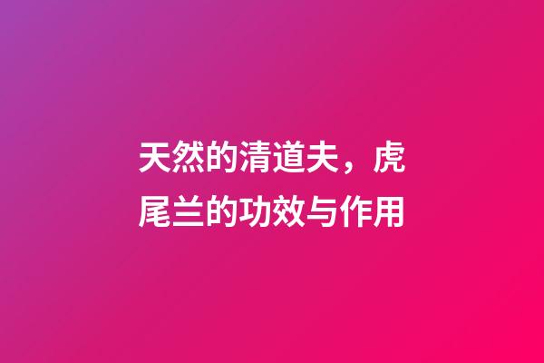 天然的清道夫，虎尾兰的功效与作用