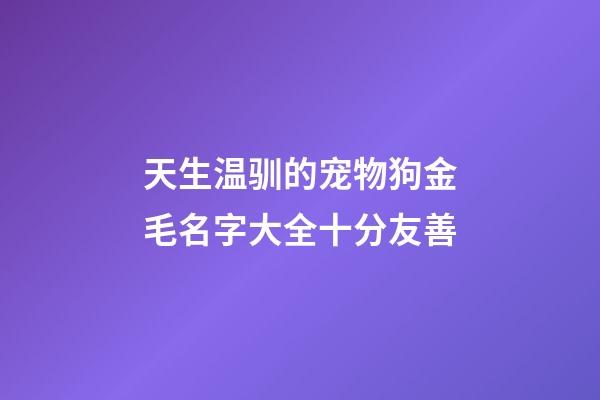 天生温驯的宠物狗金毛名字大全十分友善