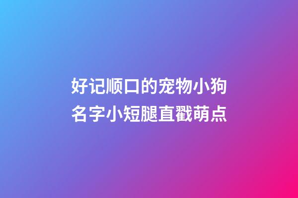 好记顺口的宠物小狗名字小短腿直戳萌点