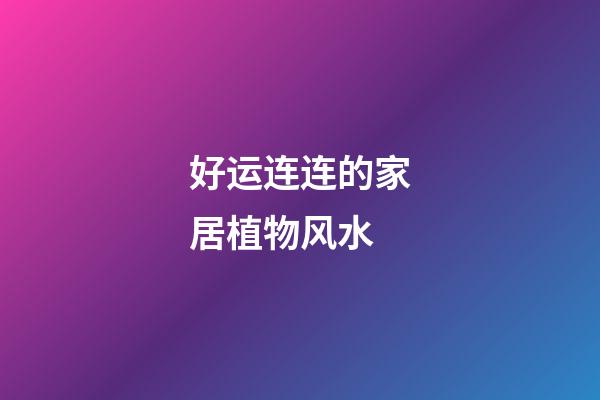 好运连连的家居植物风水