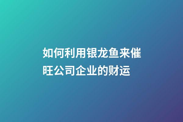 如何利用银龙鱼来催旺公司企业的财运