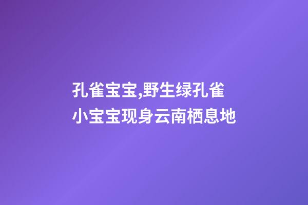 孔雀宝宝,野生绿孔雀小宝宝现身云南栖息地-第1张-观点-玄机派