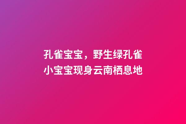 孔雀宝宝，野生绿孔雀小宝宝现身云南栖息地-第1张-观点-玄机派