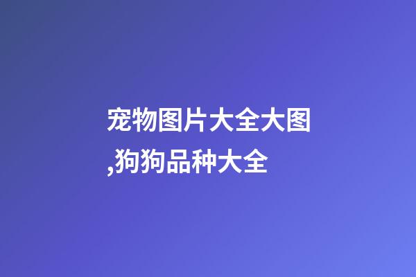 宠物图片大全大图,狗狗品种大全(带图片)-第1张-观点-玄机派