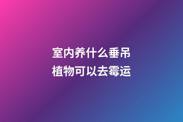 室内养什么垂吊植物可以去霉运