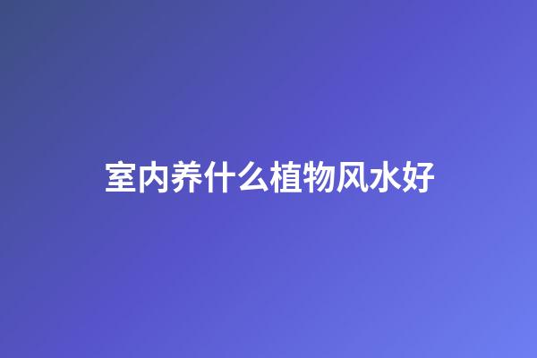 室内养什么植物风水好