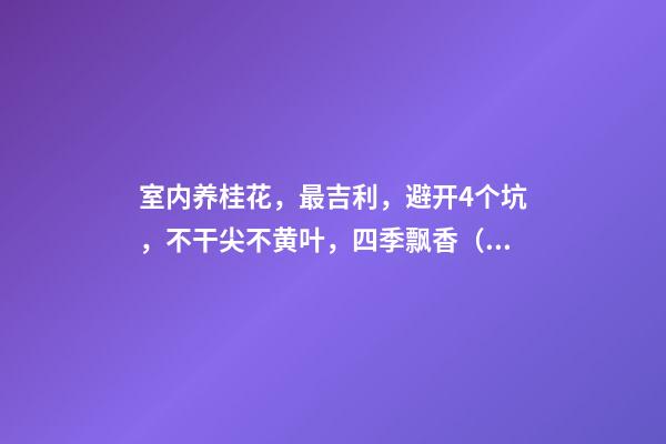 室内养桂花，最吉利，避开4个坑，不干尖不黄叶，四季飘香（在室内养桂花不吉利吗）
