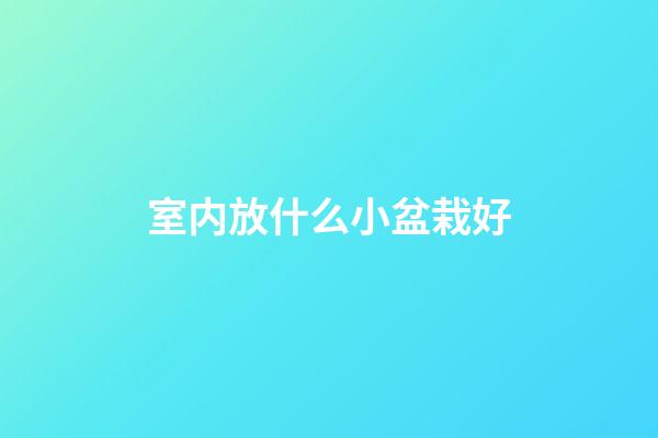 室内放什么小盆栽好