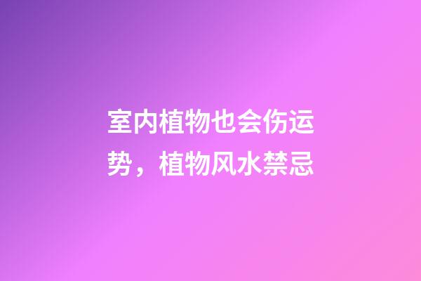 室内植物也会伤运势，植物风水禁忌