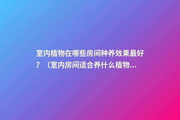 室内植物在哪些房间种养效果最好？（室内房间适合养什么植物）