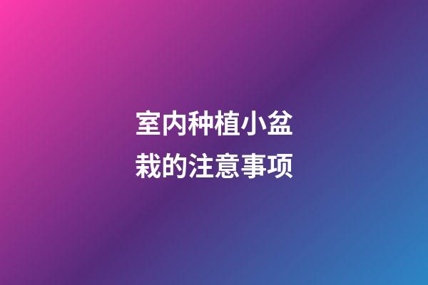 室内种植小盆栽的注意事项