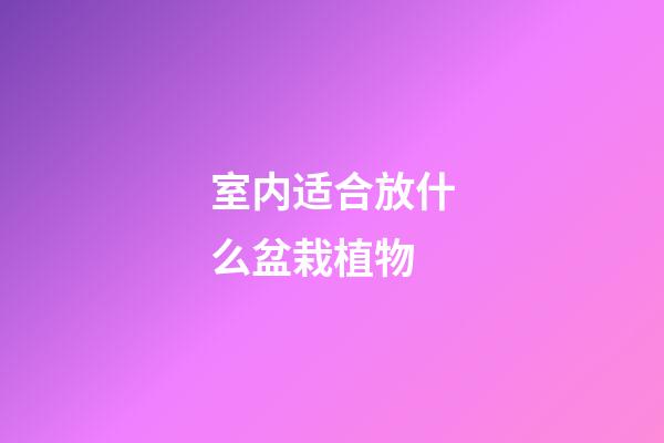 室内适合放什么盆栽植物