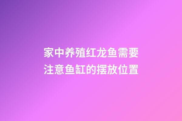 家中养殖红龙鱼需要注意鱼缸的摆放位置