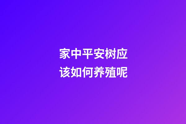 家中平安树应该如何养殖呢?
