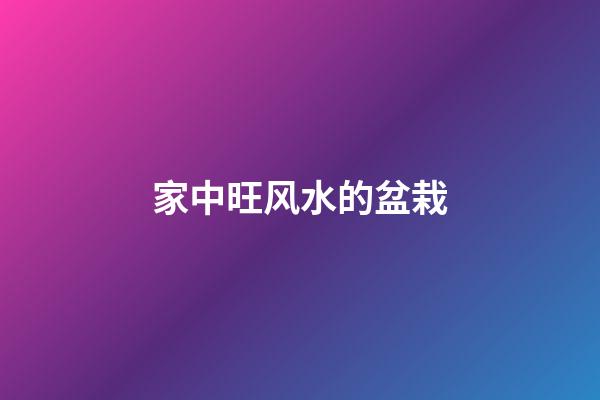 家中旺风水的盆栽