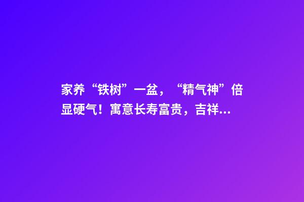 家养“铁树”一盆，“精气神”倍显硬气！寓意长寿富贵，吉祥如意（养铁树的寓意）