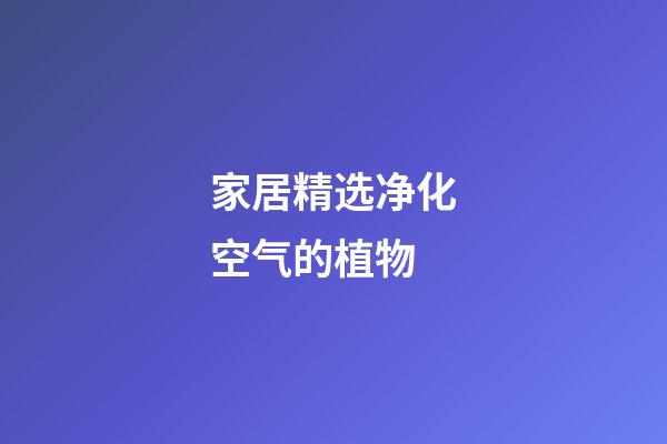 家居精选净化空气的植物