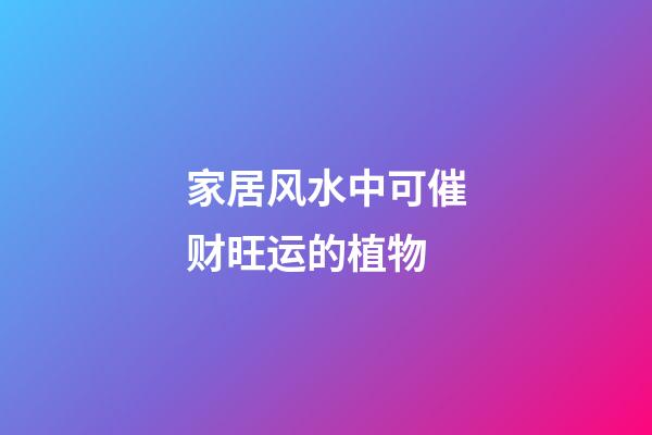 家居风水中可催财旺运的植物