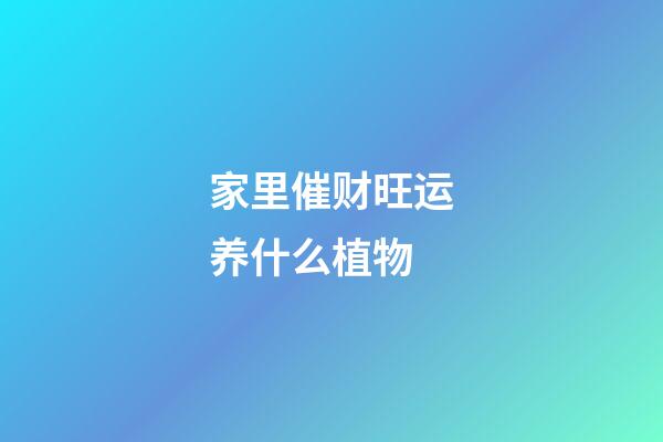 家里催财旺运养什么植物