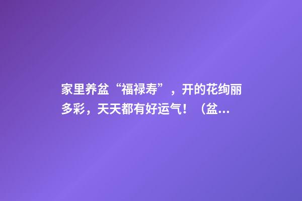 家里养盆“福禄寿”，开的花绚丽多彩，天天都有好运气！（盆栽福禄寿）