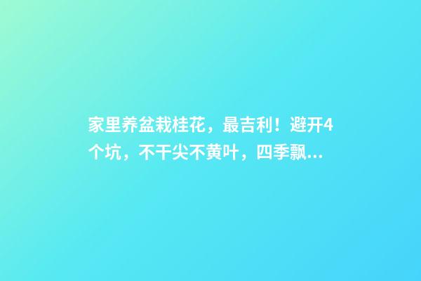 家里养盆栽桂花，最吉利！避开4个坑，不干尖不黄叶，四季飘香（桂花盆栽的养护）