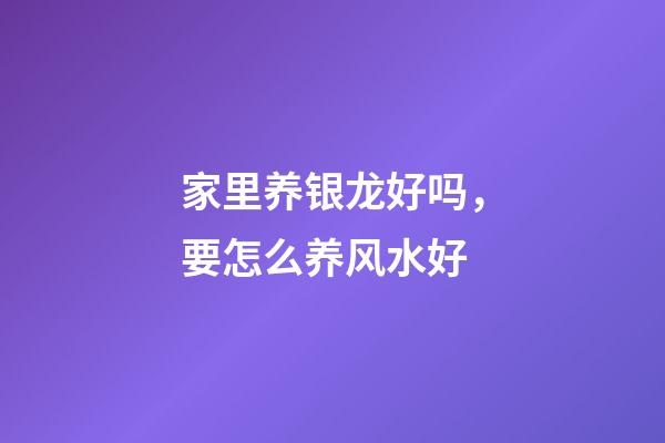 家里养银龙好吗，要怎么养风水好