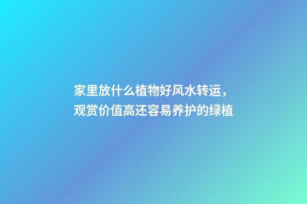 家里放什么植物好风水转运，观赏价值高还容易养护的绿植-第1张-观点-玄机派