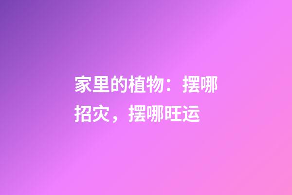 家里的植物：摆哪招灾，摆哪旺运