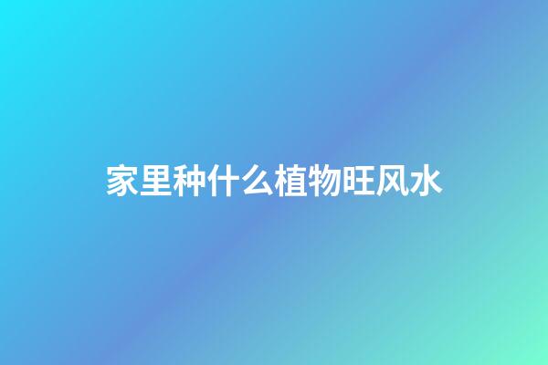 家里种什么植物旺风水