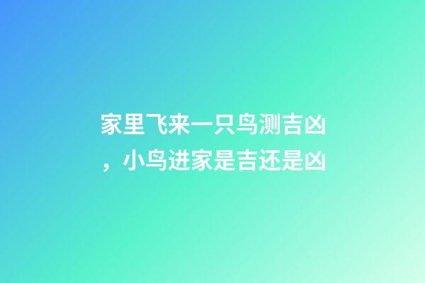 家里飞来一只鸟测吉凶，小鸟进家是吉还是凶