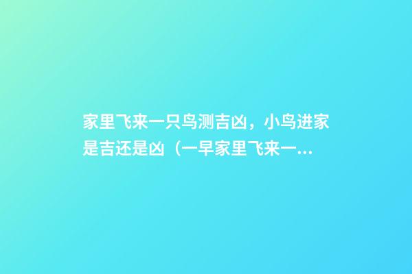家里飞来一只鸟测吉凶，小鸟进家是吉还是凶（一早家里飞来一只鸟测吉凶）