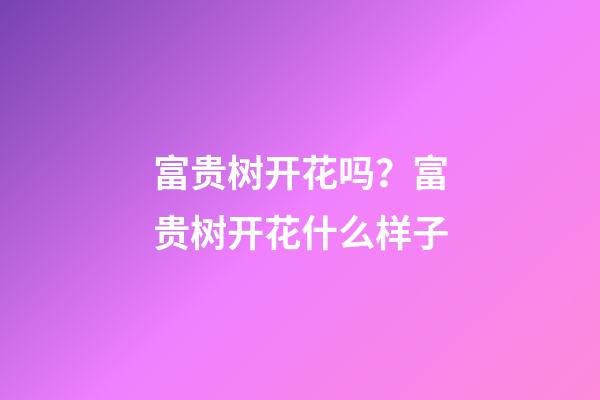 富贵树开花吗？富贵树开花什么样子