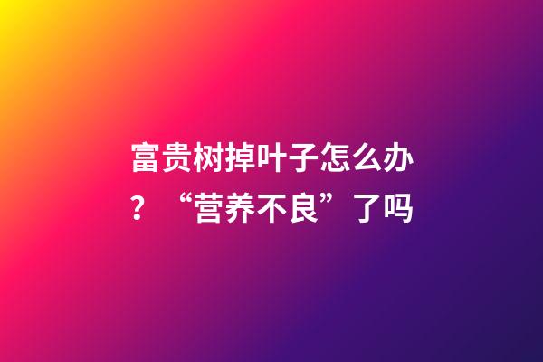 富贵树掉叶子怎么办？“营养不良”了吗