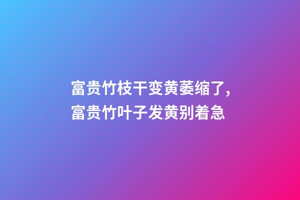 富贵竹枝干变黄萎缩了,富贵竹叶子发黄别着急-第1张-观点-玄机派