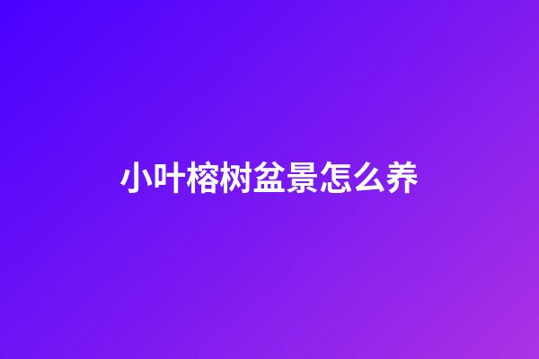 小叶榕树盆景怎么养