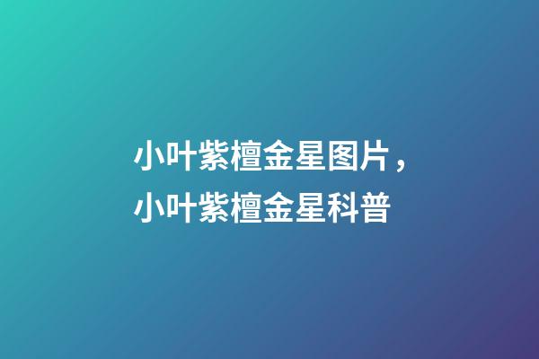 小叶紫檀金星图片，小叶紫檀金星科普-第1张-观点-玄机派