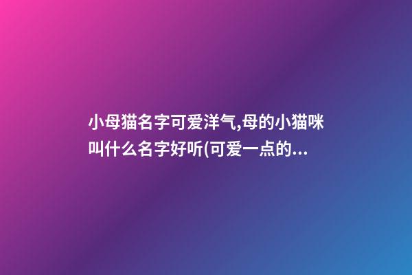 小母猫名字可爱洋气,母的小猫咪叫什么名字好听(可爱一点的)