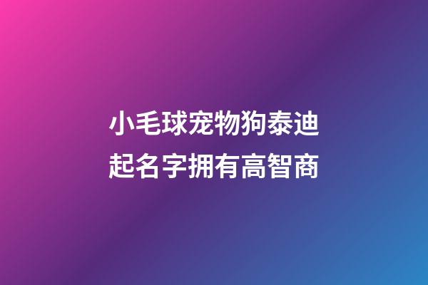 小毛球宠物狗泰迪起名字拥有高智商