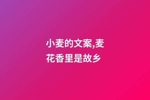 小麦的文案,麦花香里是故乡-第1张-观点-玄机派