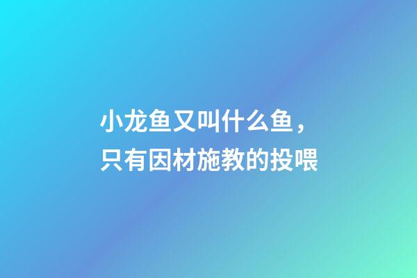 小龙鱼又叫什么鱼，只有因材施教的投喂-第1张-观点-玄机派