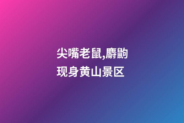 尖嘴老鼠,麝鼩现身黄山景区-第1张-观点-玄机派